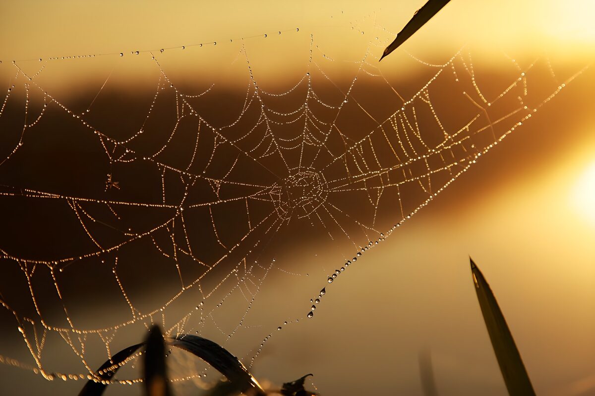 Spinnenweb met dauw in gouden licht