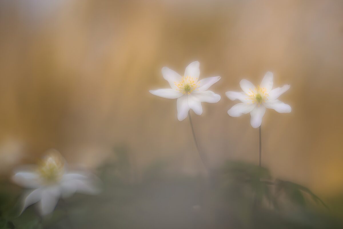 Witte bosanemonen in zacht licht