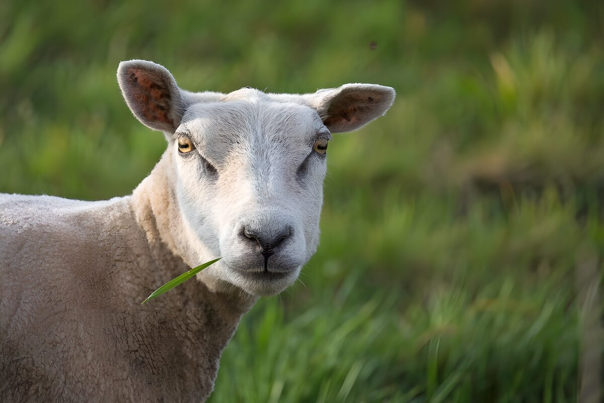 Schaap met een grasspriet in de mond