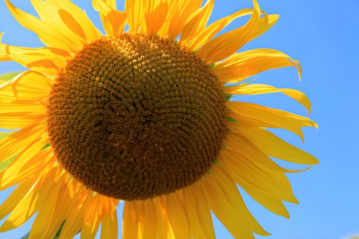 Gele zonnebloem onder een blauwe hemel