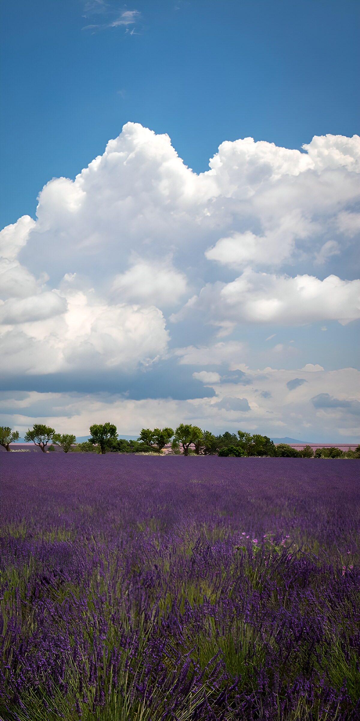 Een zee van lavendel, een hemel van wolken
