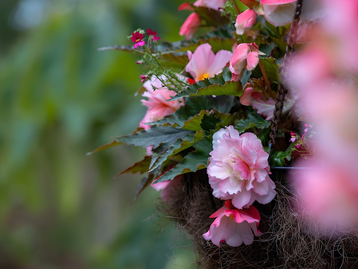 Roze begonia’s in een hangmand