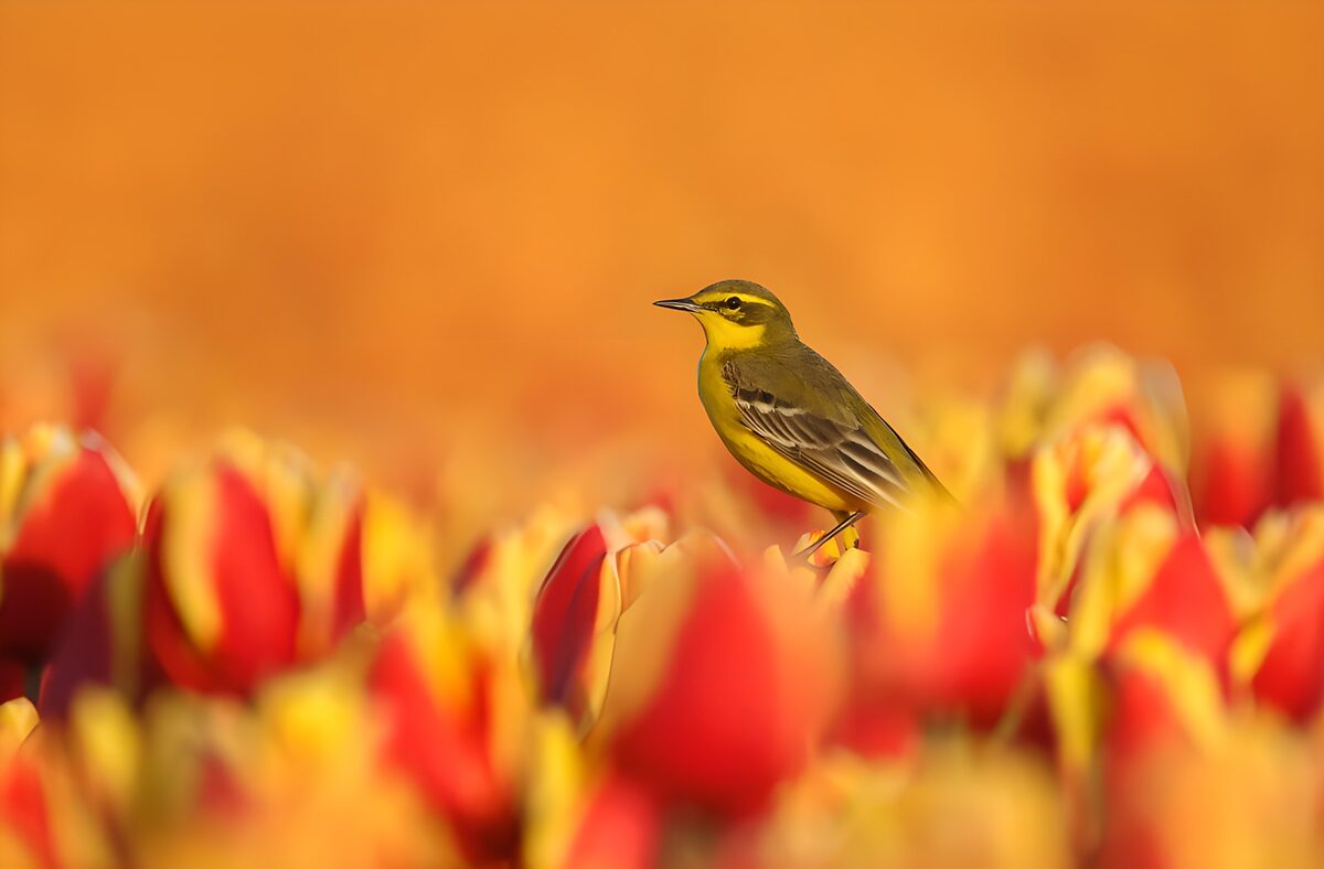 Gele kwikstaart tussen rode tulpen