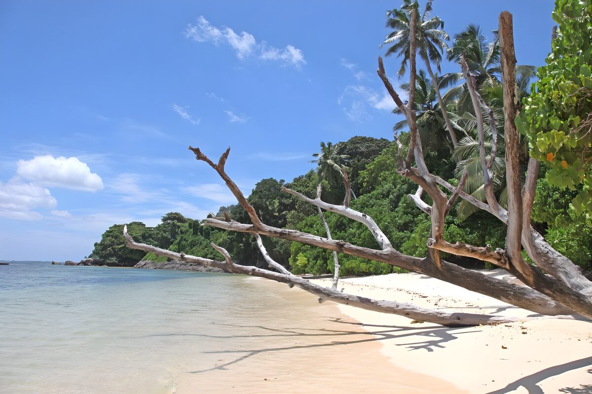 Tropisch strand met een dode boom