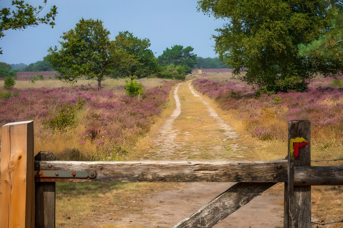 Zandpad door de paarse heide