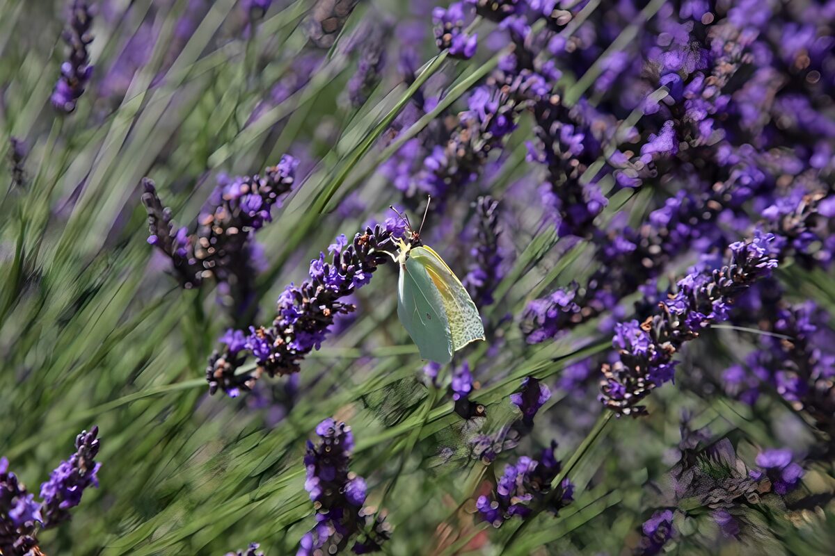 Gele vlinder op paarse lavendel
