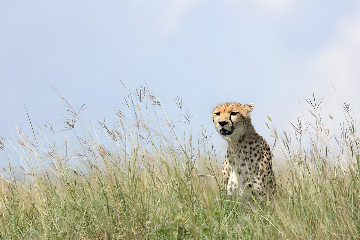 Cheeta tussen hoog gras