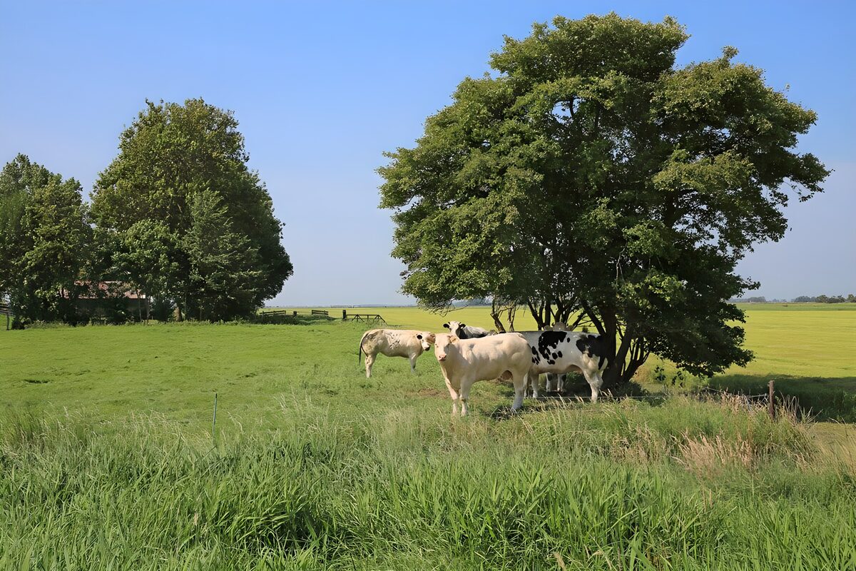 Koeien bij een boom in de groene wei