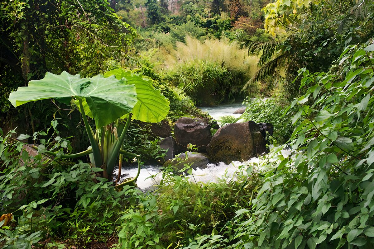 Tropische beek tussen rotsen en groen