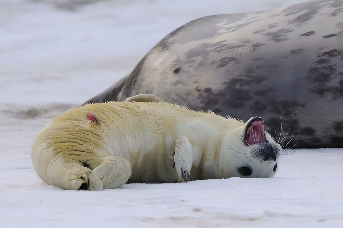 Gapende zeehondenpup in de sneeuw