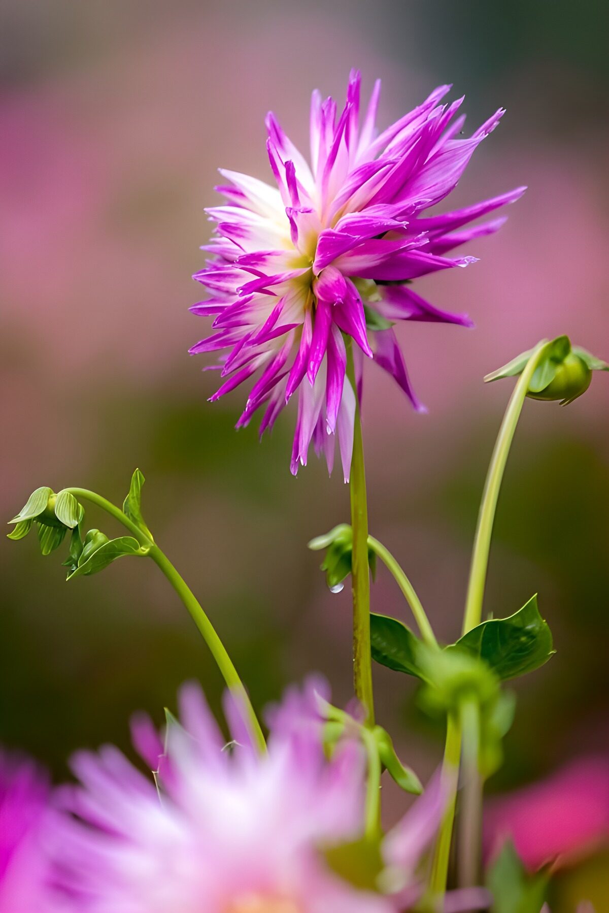 Paars-witte dahlia in zacht licht