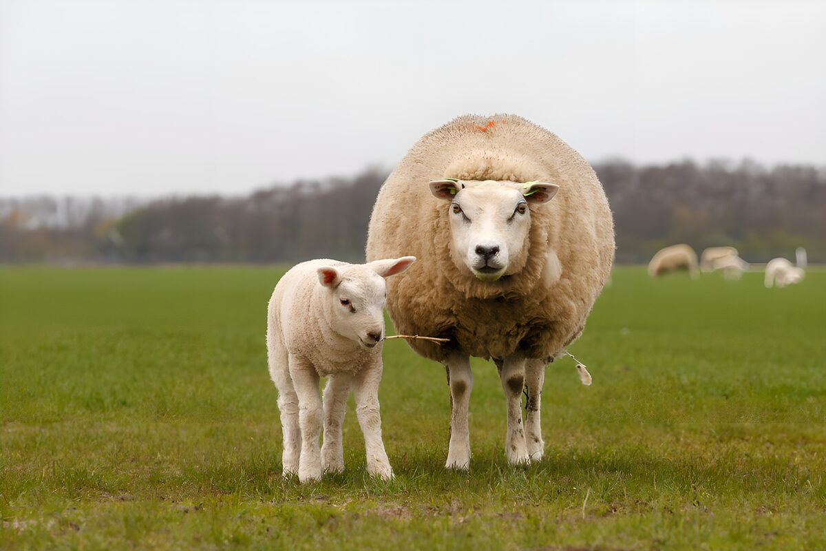 Schaap en lam onder een grijze hemel