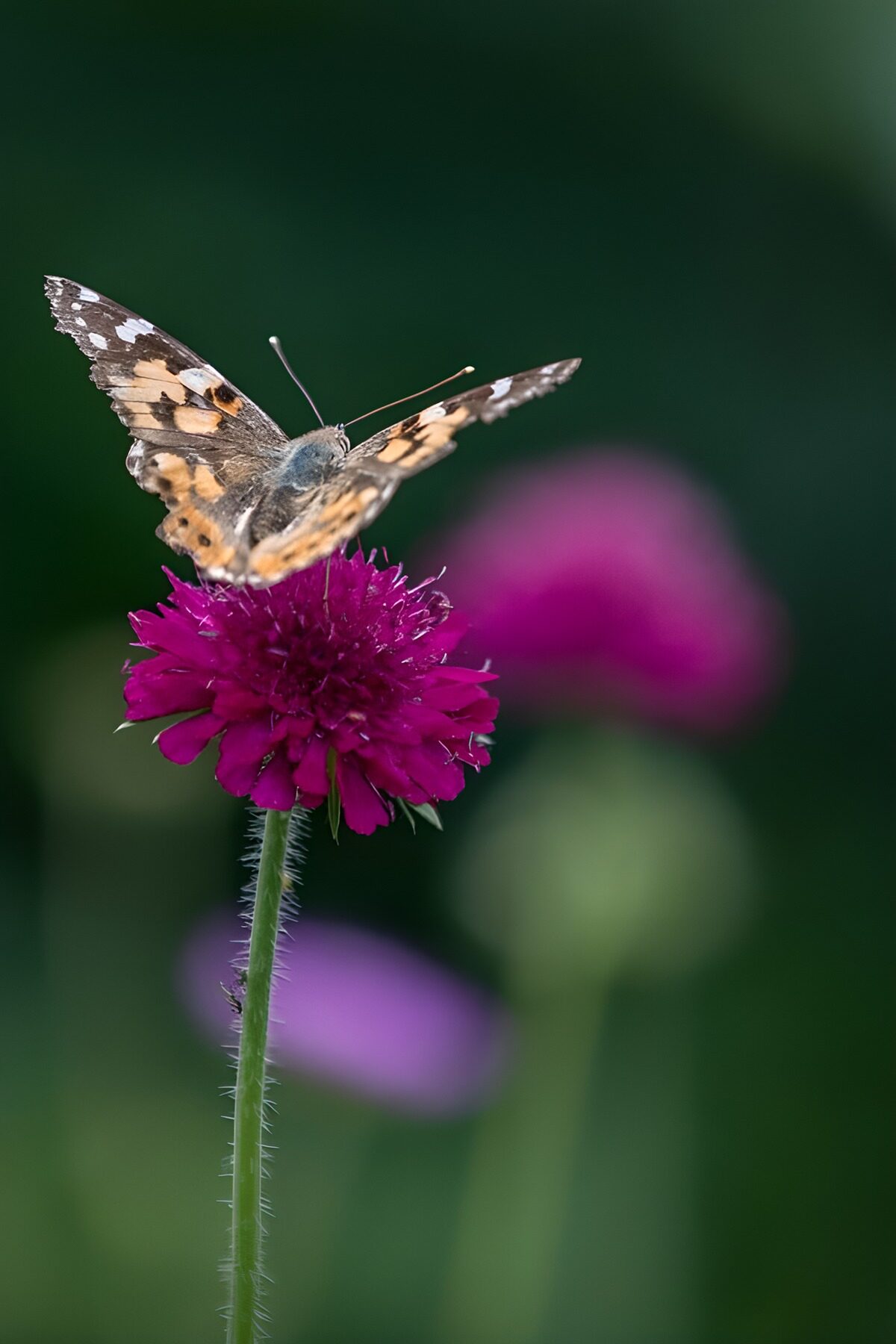 Vlinder op een dieppaarse bloem