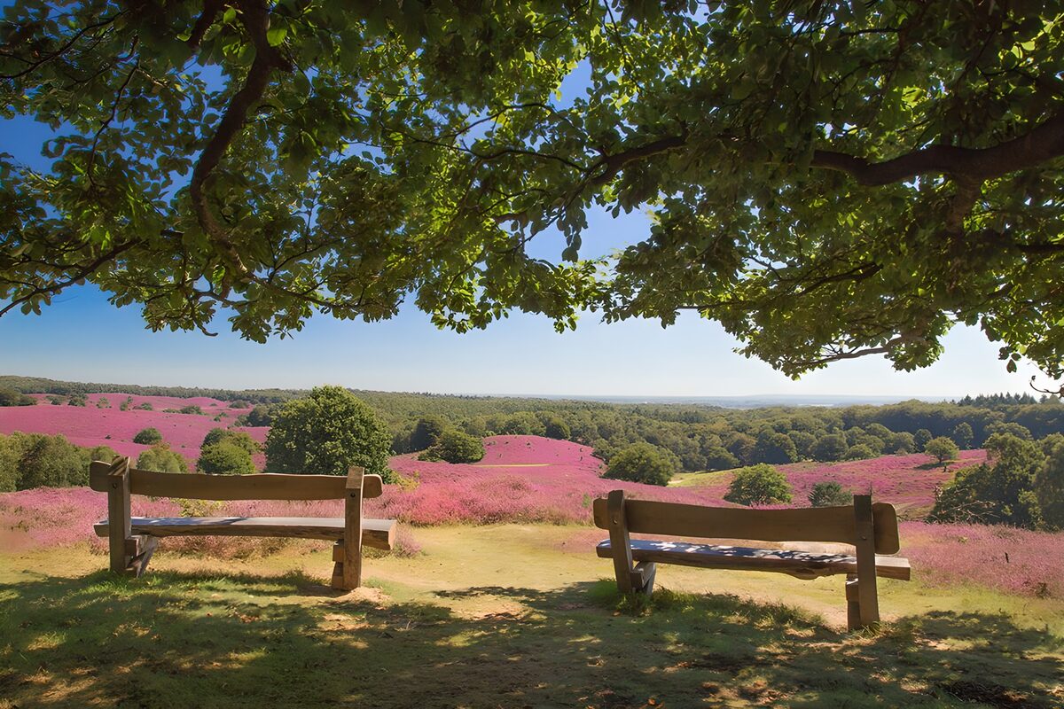 Twee bankjes boven de paarse heide