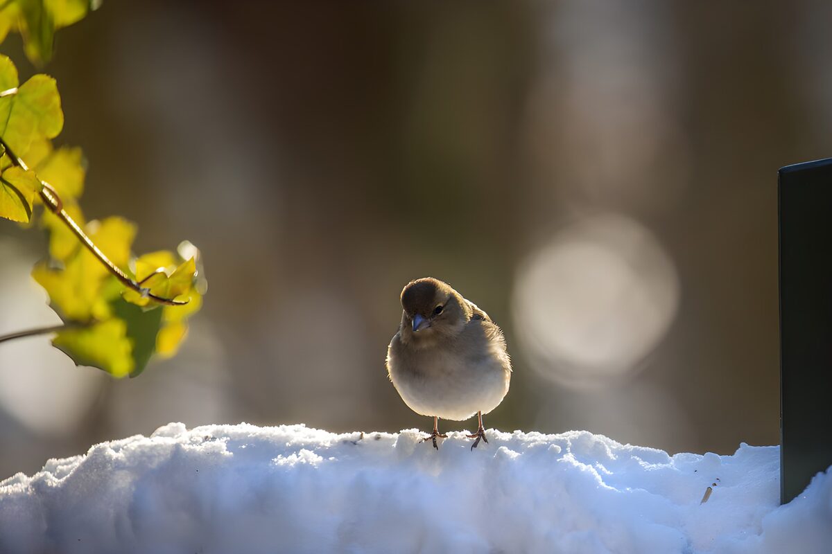 Vogeltje op een besneeuwde rand