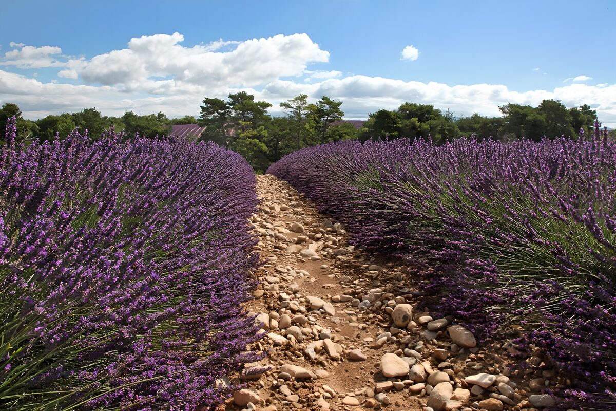 Lavendel langs een zonnig stenen pad