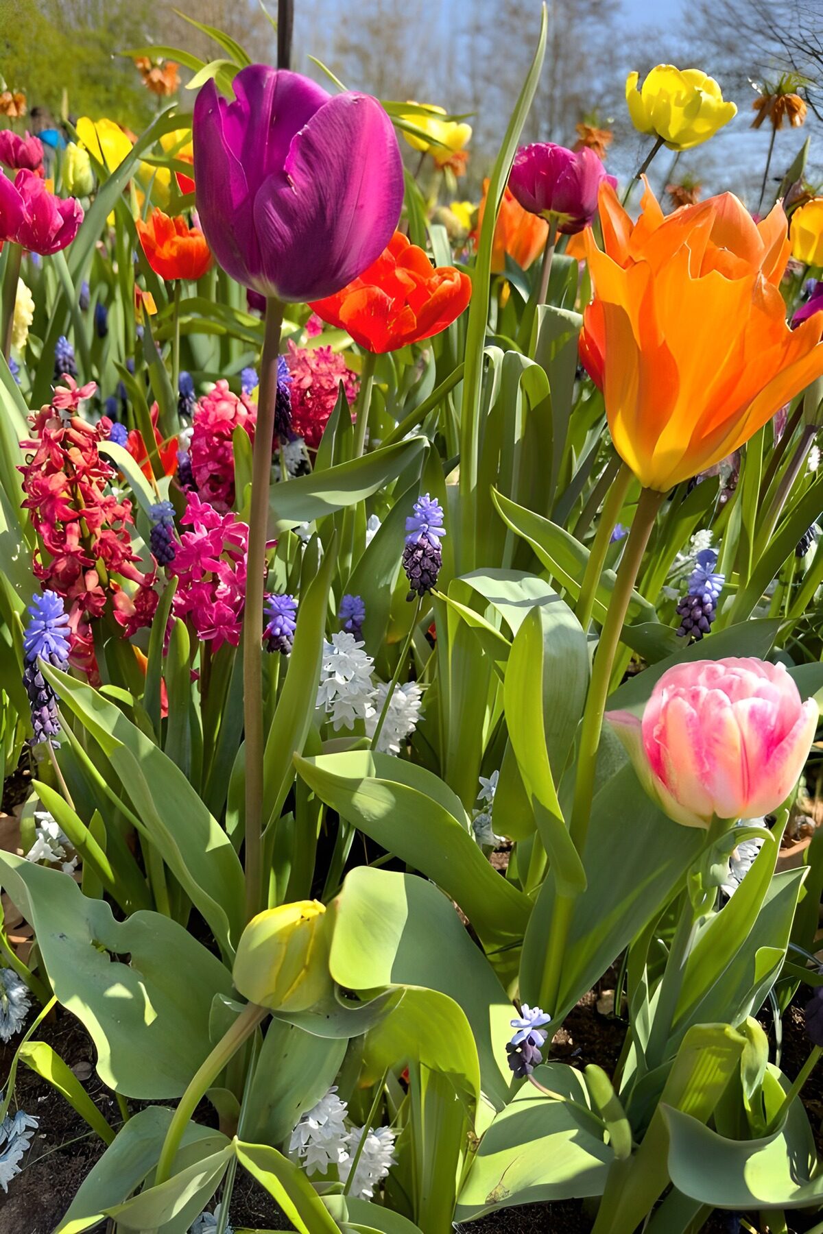 Paarse en oranje tulpen in de lente