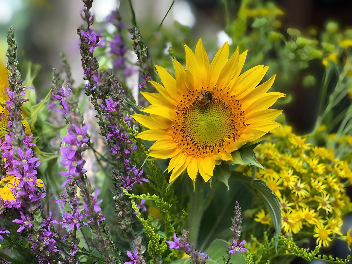Zonnebloem tussen paarse tuinbloemen