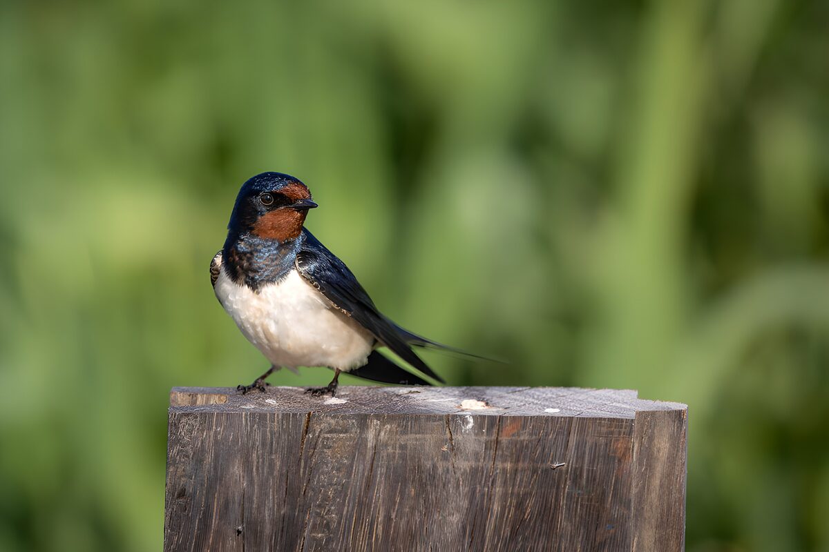 Boerenzwaluw op een houten paal