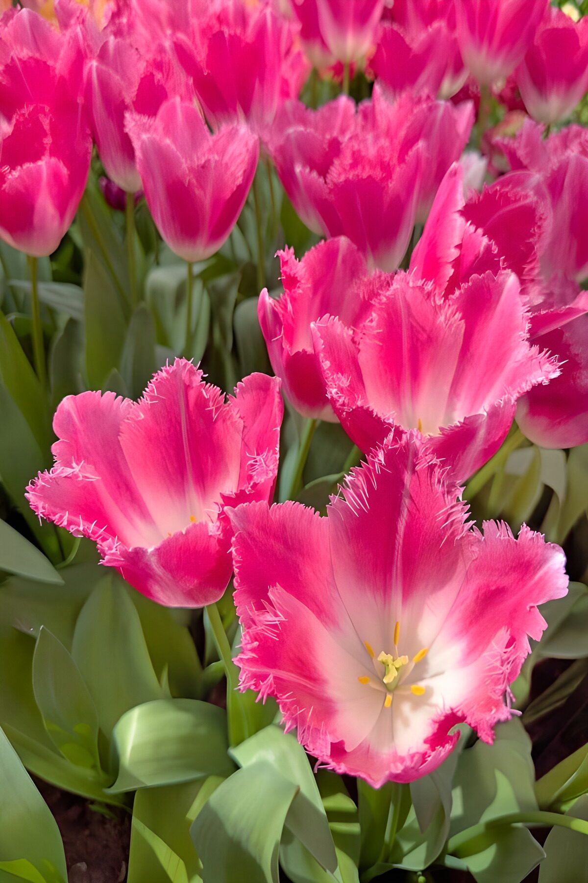 Roze franjetulpen in de lente