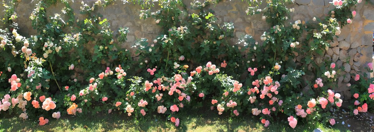 Roze en roomwitte rozen langs de muur