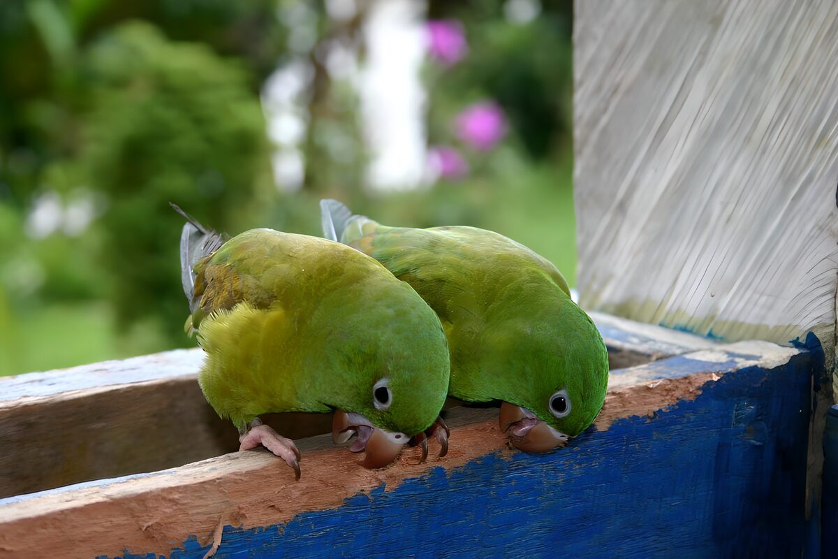 Twee groene papegaaien op blauw hout