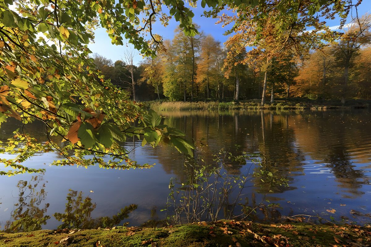 Herfstbomen aan het stille water