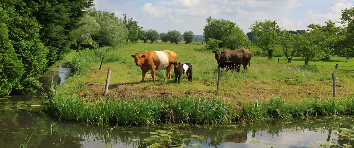 Koeien en kalveren aan de groene sloot