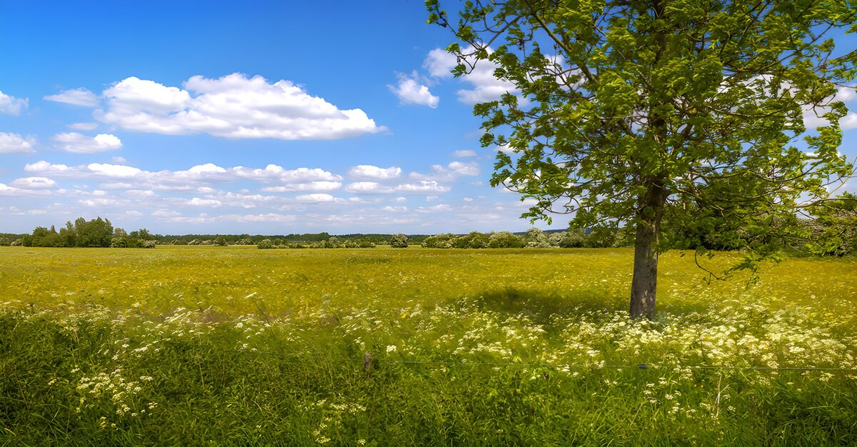 Boom in een zonnige bloemenweide