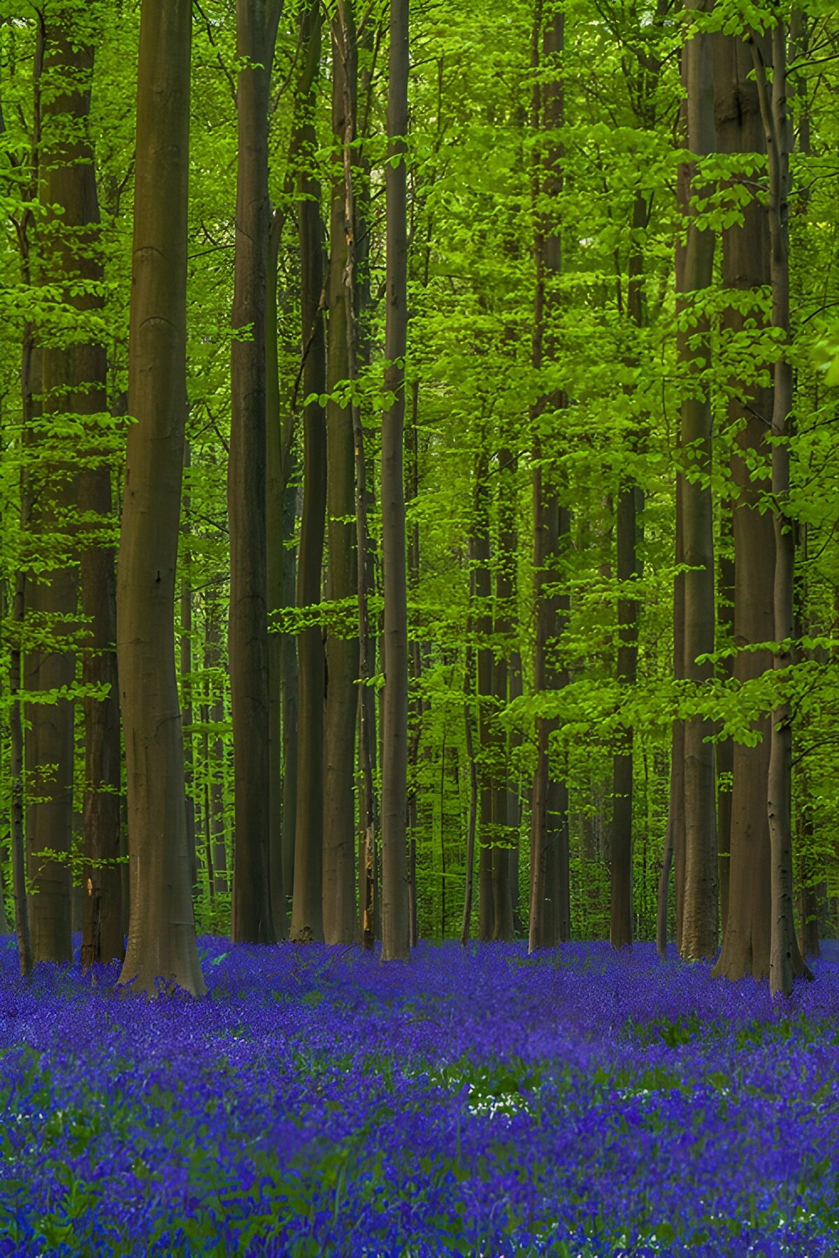 Beukenbos met een blauw bloementapijt