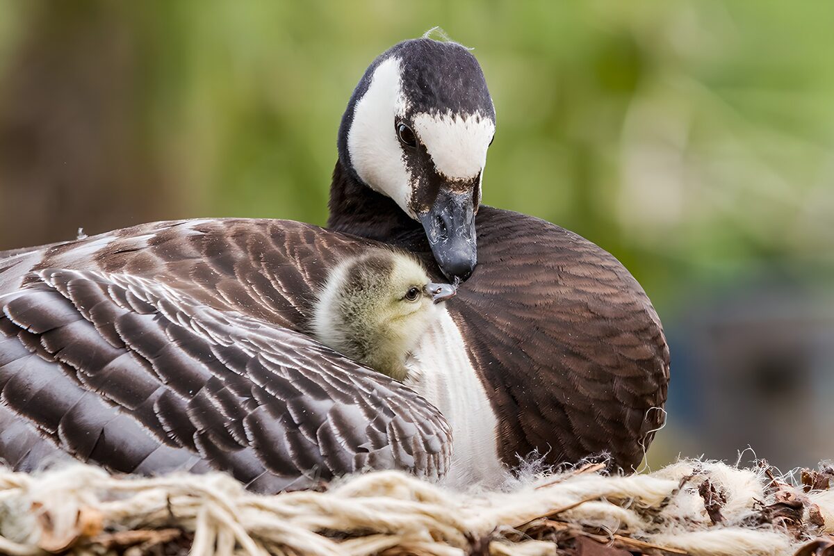 Gans met kuiken tussen de veren