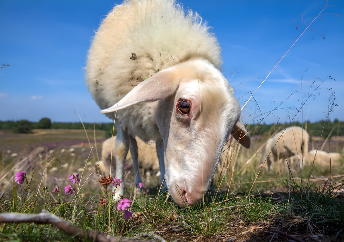Grazend schaap tussen roze bloemen