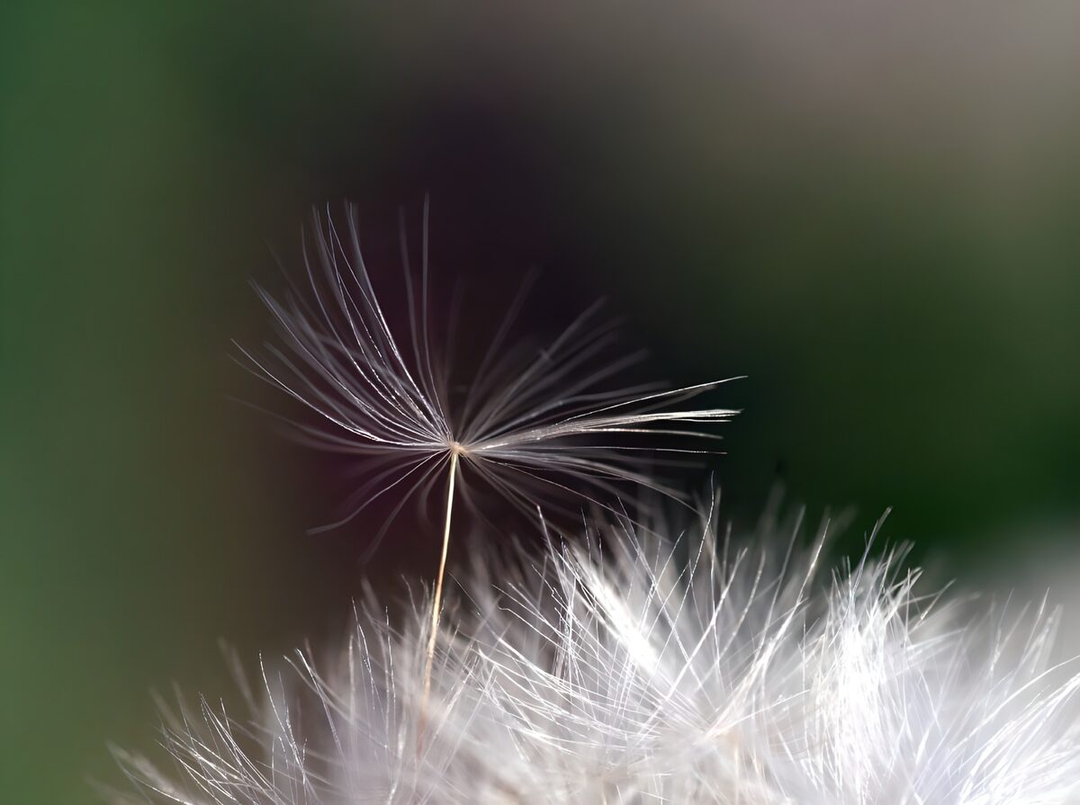 Wit zaadpluis in zacht licht