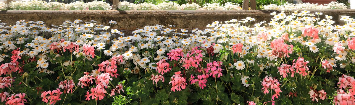Bloembed met witte daisies en roze geraniums