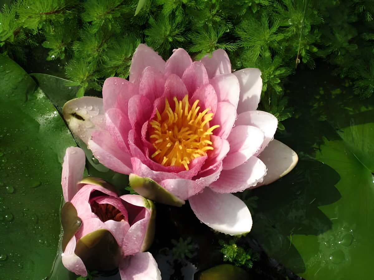 Roze waterlelie tussen groene bladeren