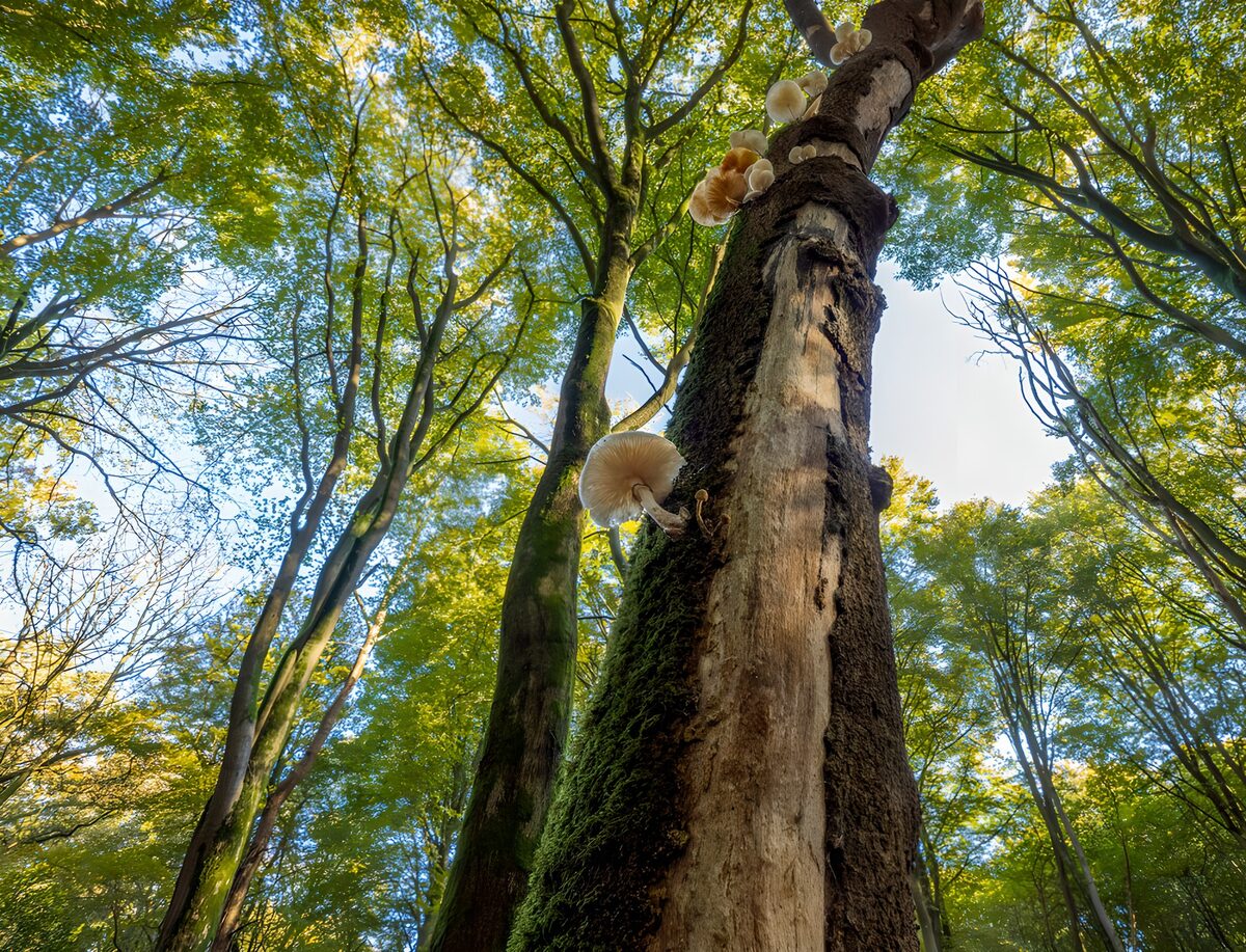 Paddenstoelen op een bemoste boomstam