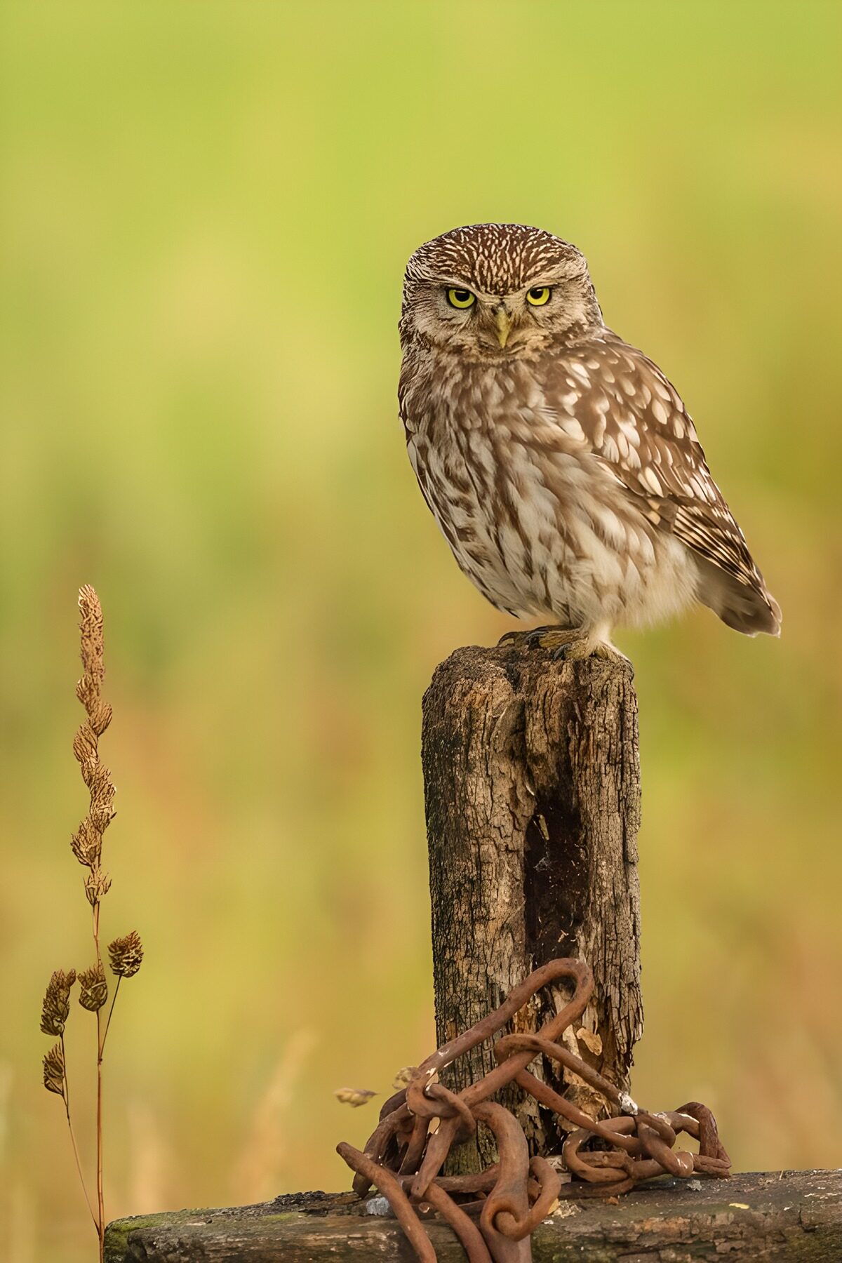 Steenuil in een waas van groen