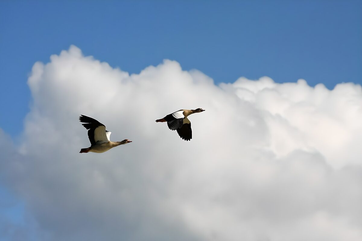 Twee nijlganzen in volle vlucht