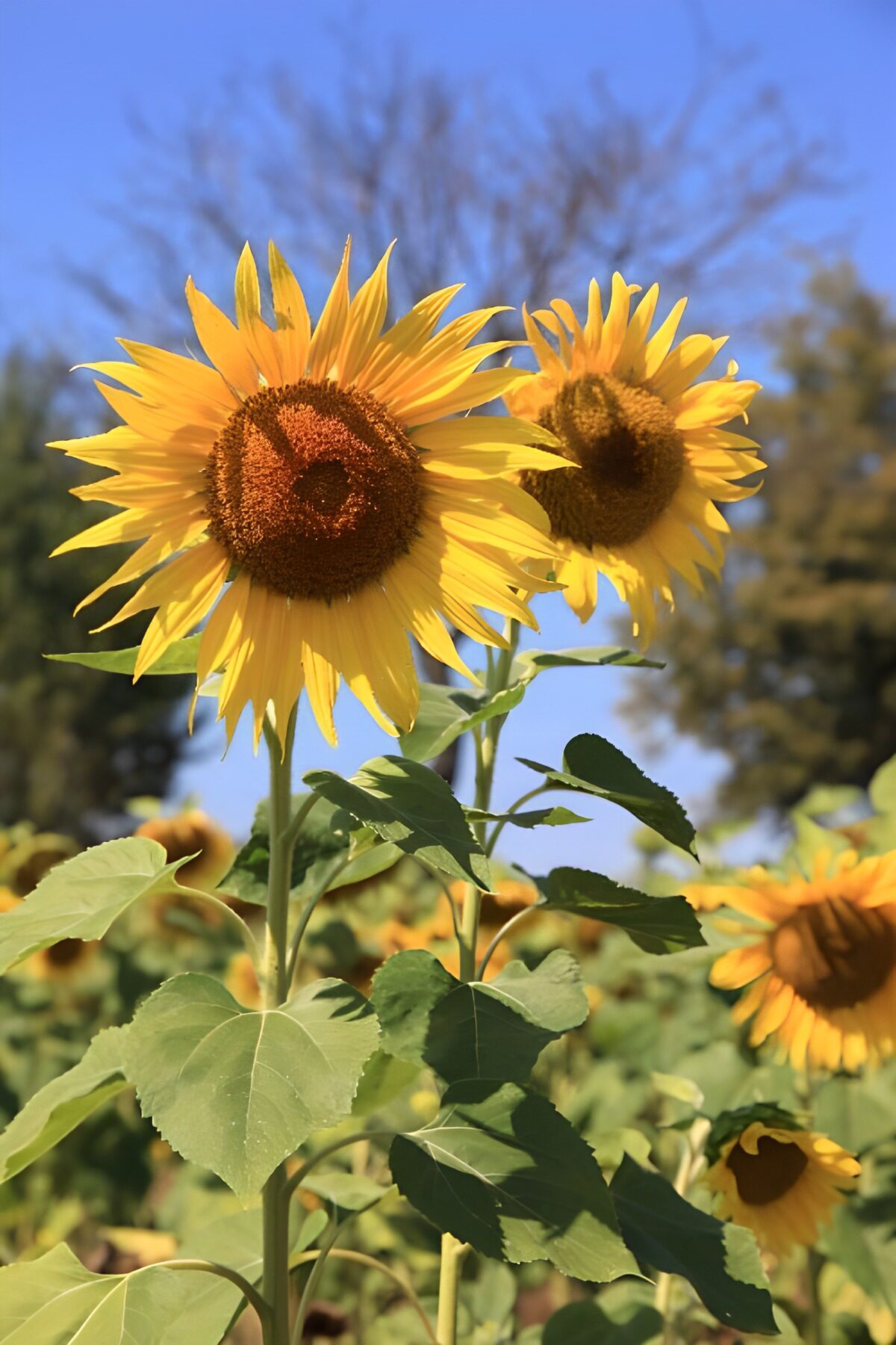 Twee zonnebloemen onder een blauwe hemel