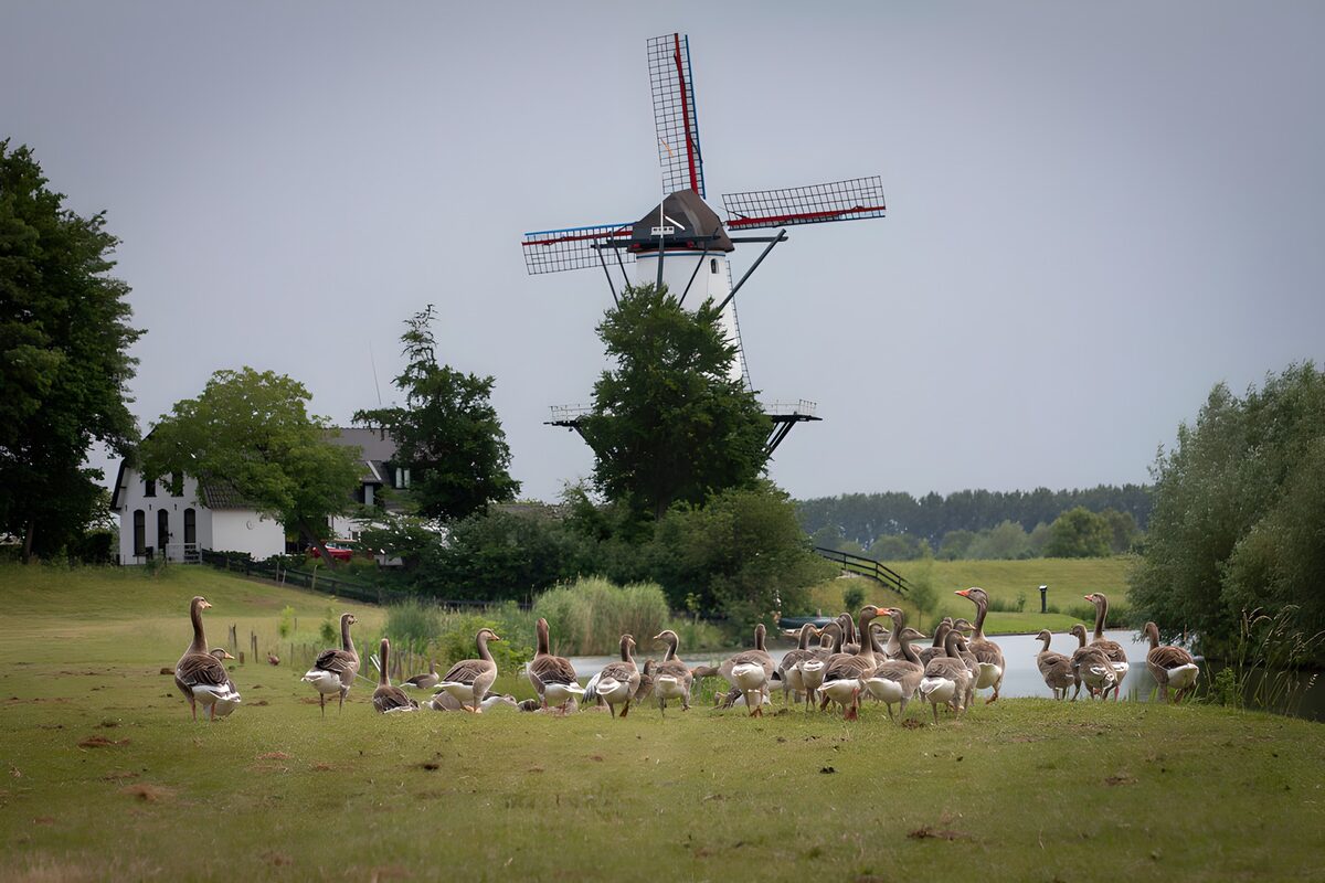Ganzenweide met een windmolen