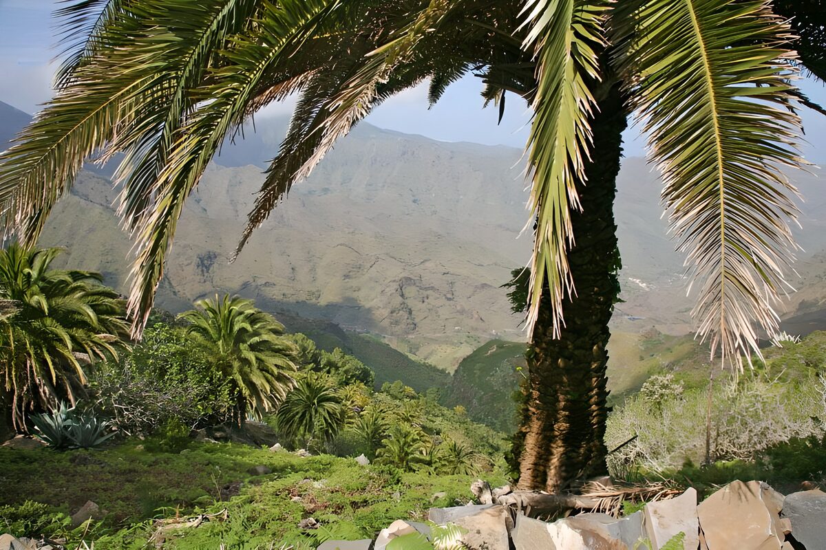 Groene bergvallei onder palmbladeren