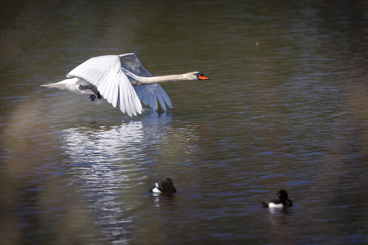 Witte zwaan in lage vlucht boven het water
