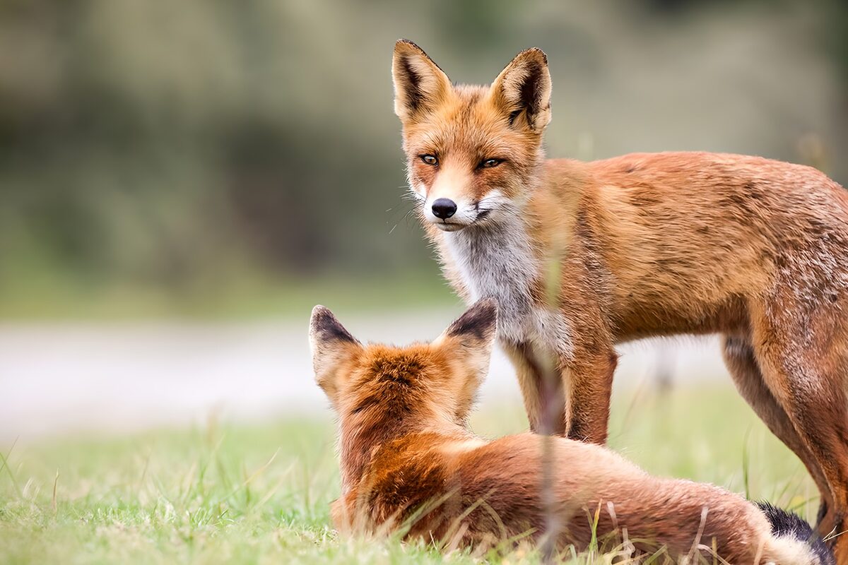 Twee vossen in het zachte groen
