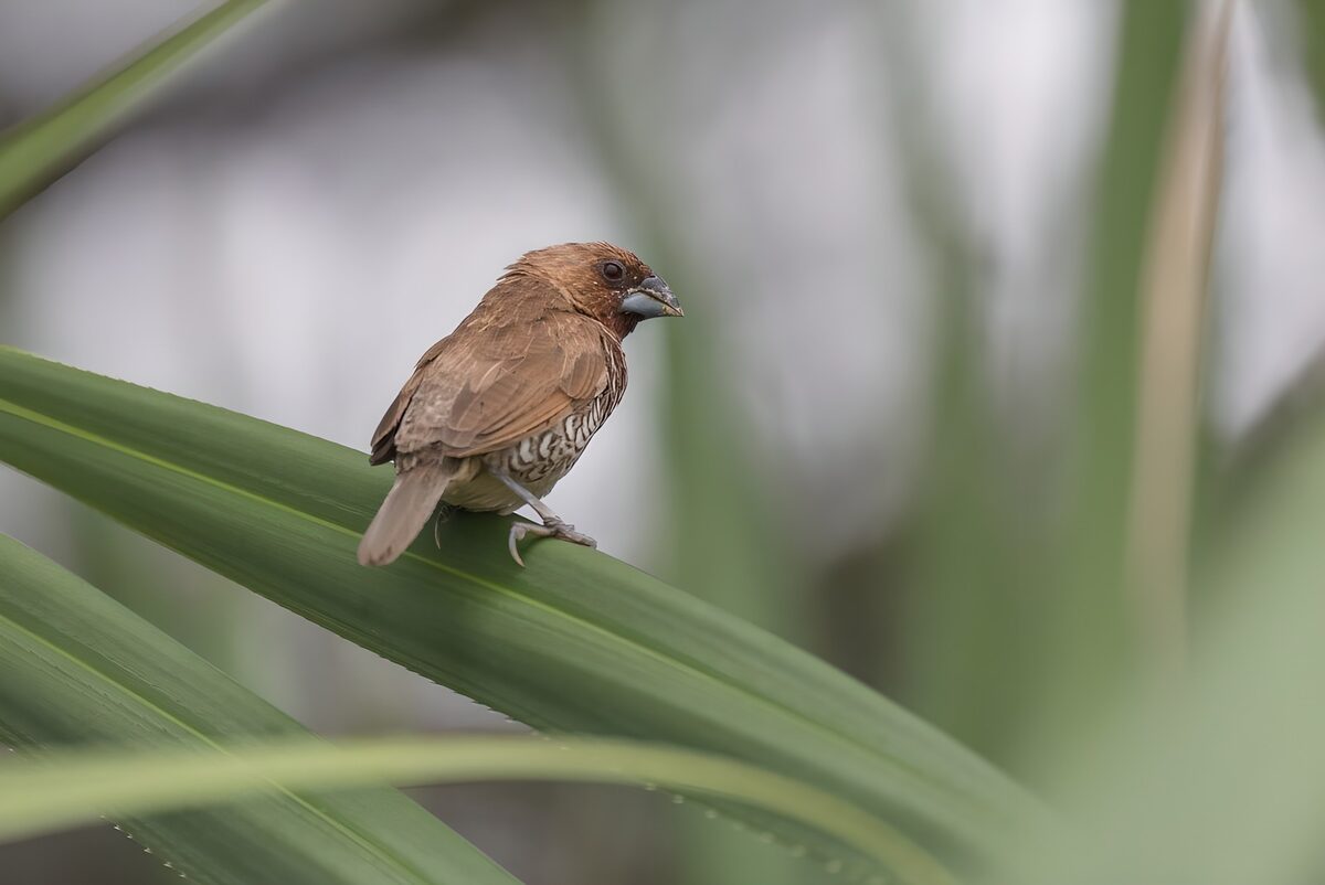 Sperweramadine op een schuin blad