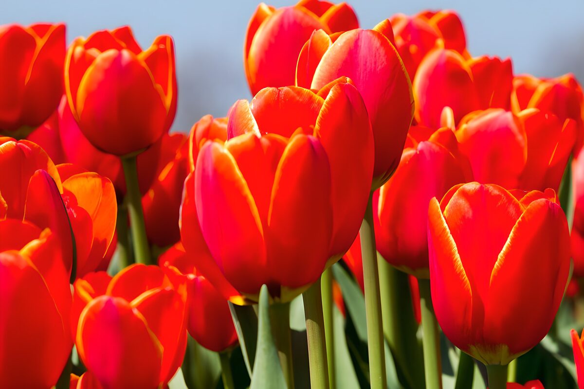Rood-oranje tulpen in de zon