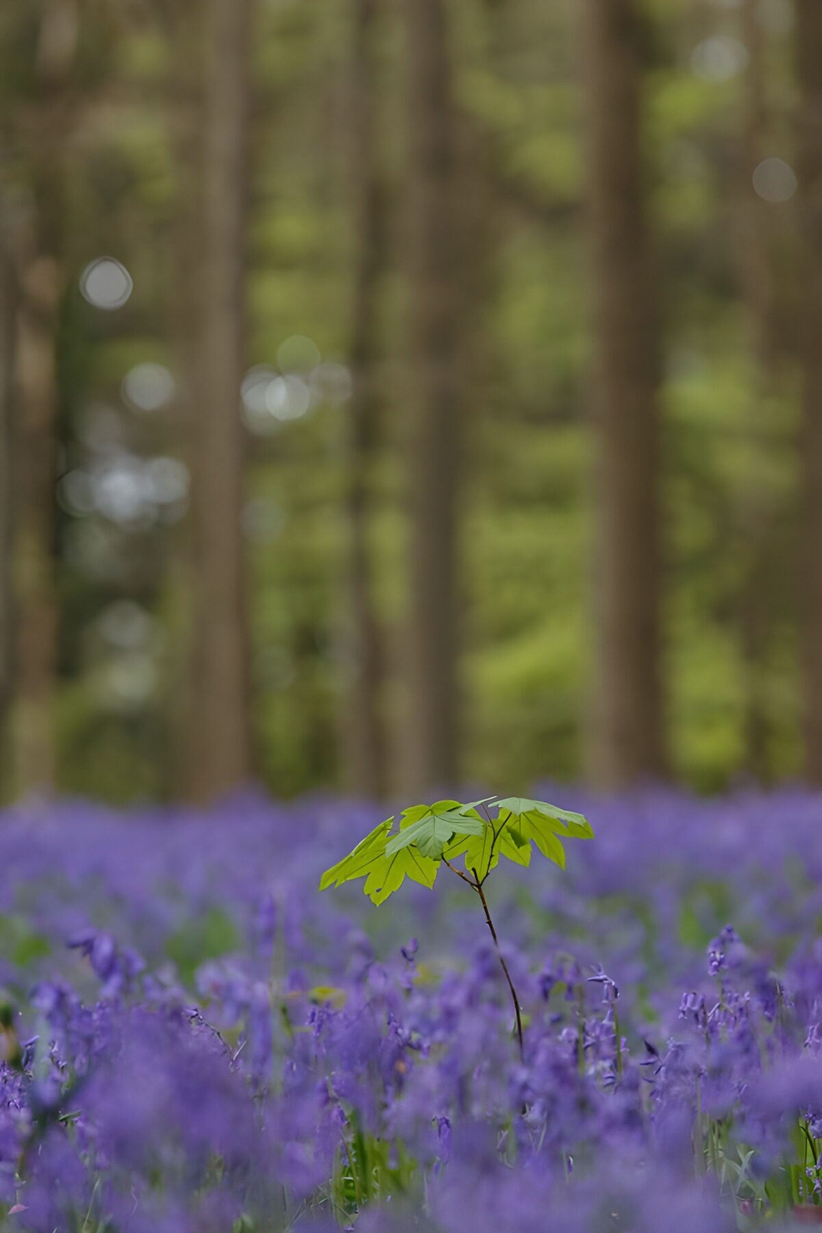 Esdoornzaailing tussen paarse bloemen