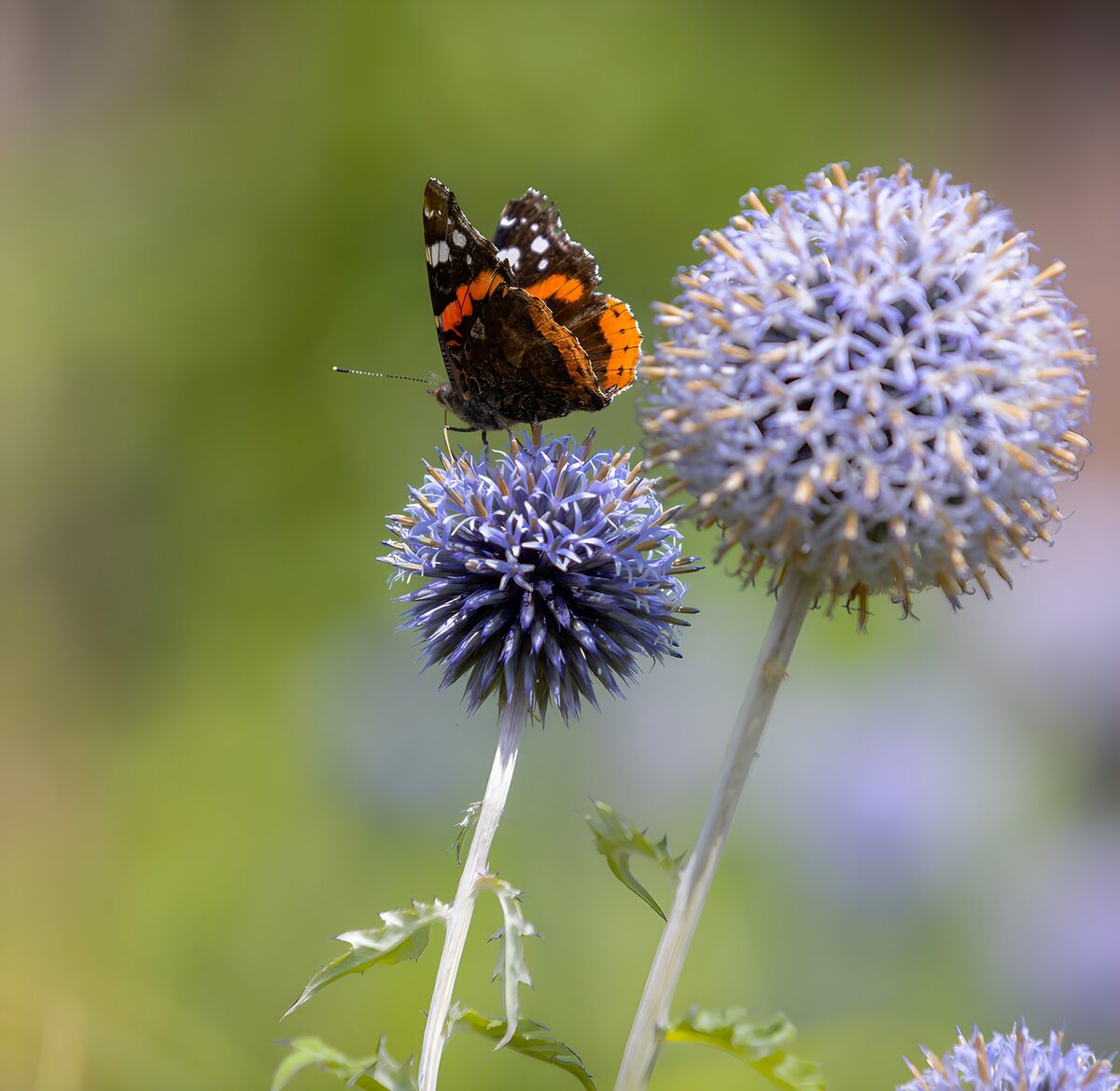 Atalanta op een blauwe kogeldistel