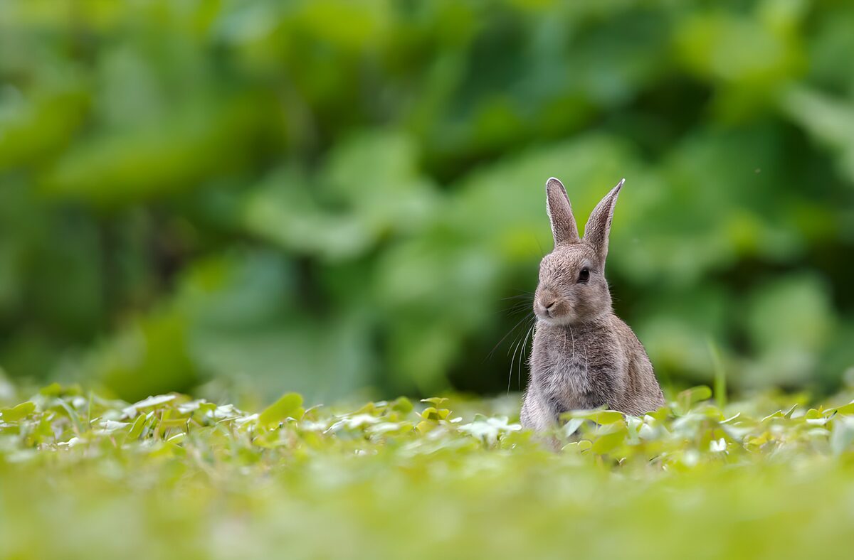 Grijsbruin konijn tussen groene blaadjes
