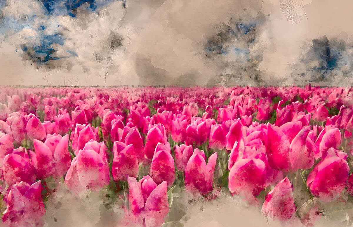 Roze tulpenveld onder een wolkenlucht