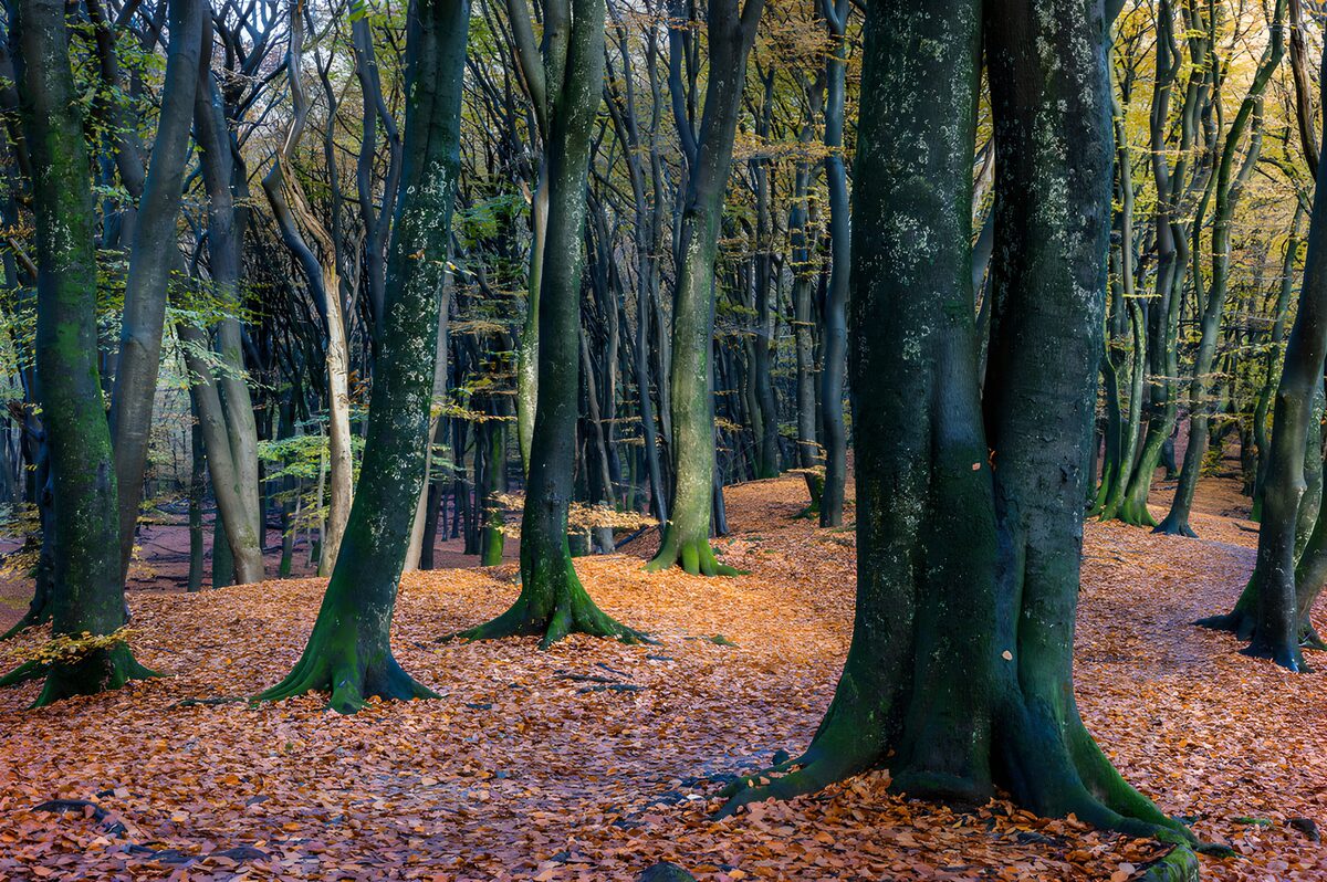 Herfstbos met donkere boomstammen